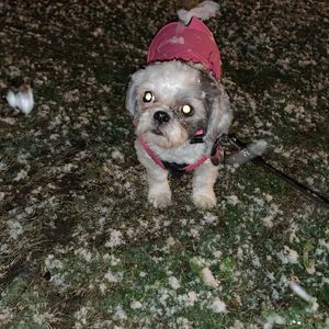 Meet your Posher, Natasha